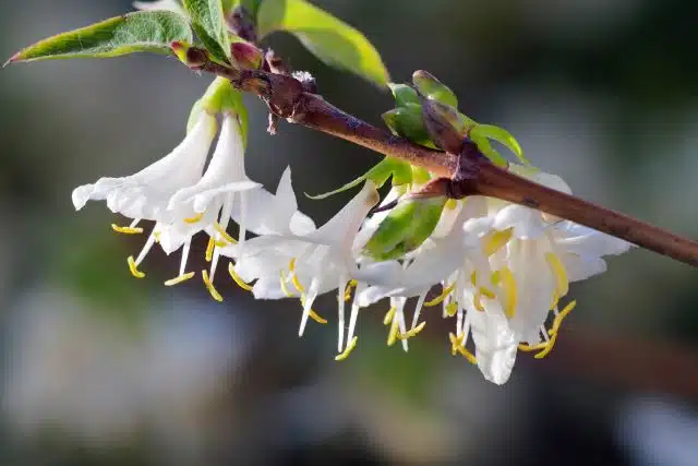 LONICERA FRAGRANTISSIMA FLOWER DETAIL