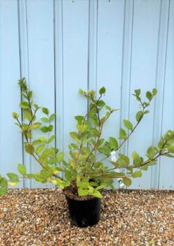 Lonicera Fragrantissima Potted Shrubs 8435
