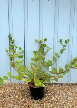 Lonicera Fragrantissima Potted Shrubs 8435