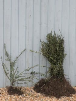 Lonicera Nitida Elegant Bare Root Hedging 30-50cm 144-0in