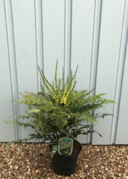 Mahonia X Media Winter Sun Potted Shrubs 8436