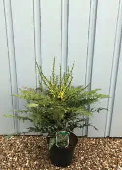 Mahonia X Media Winter Sun Potted Shrubs 8436