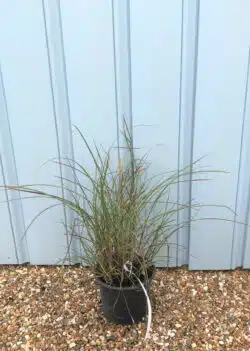 Miscanthus Sinensis Ferner Osten Potted Grasses 8374