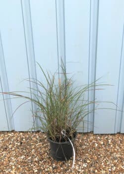 Miscanthus Sinensis Red Chief Potted Grasses 8375