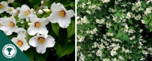 BUY PHILADELPHUS BELLE ETOILE SHRUBS ONLINE FROM HOPES GROVE NURSERIES