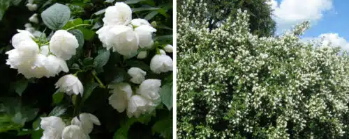 BUY PHILADELPHUS VIRGINAL SHRUBS ONLINE FROM HOPES GROVE NURSERIES