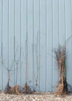 Native Hedge Mixes Flowering Hedge Mix Bare Root Mixed Native 60-90cm 24-36in