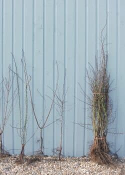 Native Hedge Mixes Garden and Paddock Mix Bare Root Mixed Native 90-120cm 36-48in