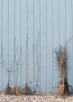 Native Hedge Mixes Horse Friendly Hedge Mix Bare Root Mixed Native 60-90cm 24-36in