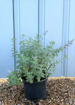 Nepeta X Racemosa Little Titch Potted Ground Cover 8400
