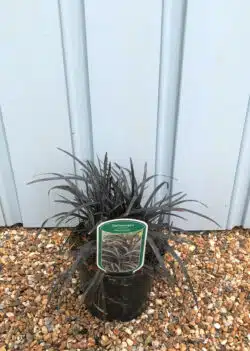 Ophiopogon Planiscapus Black Dragon Potted Grasses 8386