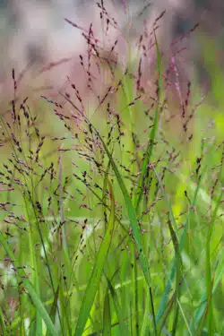 PANICUM SQUAW WITH NEW FLOWER SPIKES EMERGING