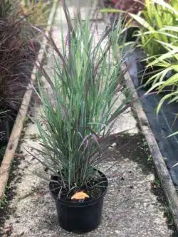 Panicum Virgatum Heavy Metal Potted Grasses 8378