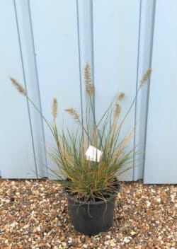 Pennisetum Alopecuroides Hameln Potted Grasses 8380