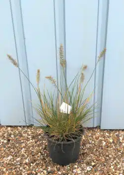 Pennisetum Alopecuroides Hameln Potted Grasses 8380