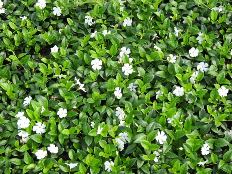 VINCA MINOR GERTRUDE JEKYLL USED AS FLOWERING GROUND COVER