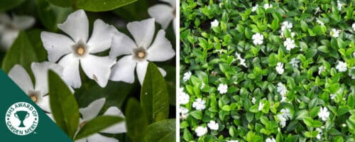 BUY VINCA MINOR GERTRUDE JEKYLL PLANTS ONLINE FROM HOPES GROVE NURSERIES