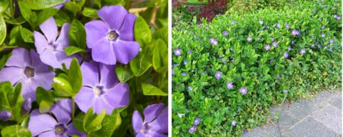 BUY VINCA MAJOR PLANTS ONLINE FROM HOPES GROVE NURSERIES