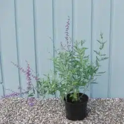 Perovskia Blue Spire Potted Shrubs 8548