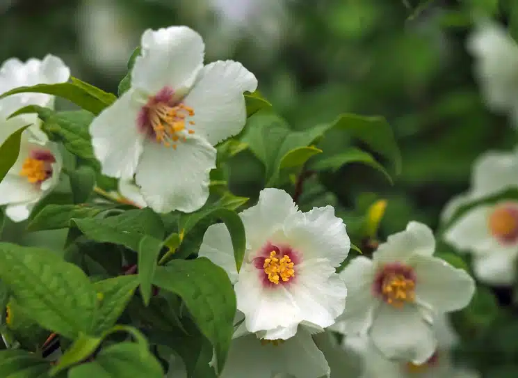 PHILADELPHUS BELLE ETOILE FLOWER DETAIL
