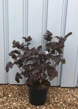 Physocarpus Opulifolius Diabolo Potted Shrubs 8441