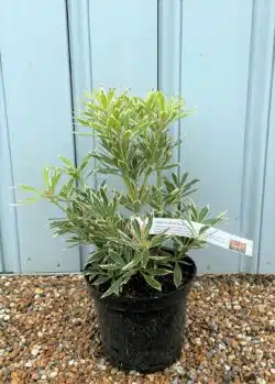 Pieris Flaming Silver Potted Shrubs 8439