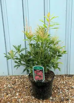 Pieris Forest Flame Potted Shrubs 8438