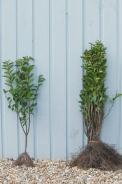 Privet Green Bare Root Hedging 60-90cm 24-36in