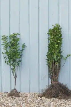 Privet Green Bare Root Hedging 60-90cm 24-36in
