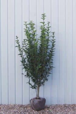 Privet Green Rootball Hedging 125-150cm 48-60in