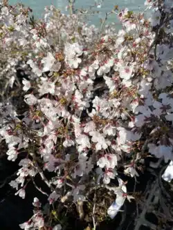 Prunus Incisa Kojo No Mai Potted Shrubs 8444