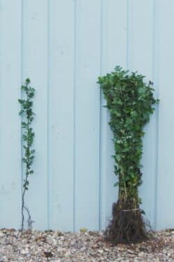 Quickthorn (hawthorn) Bare Root Hedging 40-60cm 192-0in