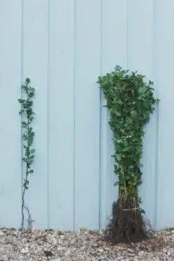 Quickthorn (hawthorn) Bare Root Hedging 40-60cm 192-0in