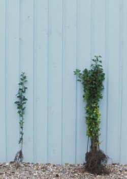 Quickthorn (hawthorn) Bare Root Hedging 60-100cm 24-42in