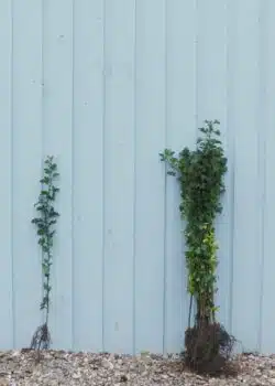 Quickthorn (hawthorn) Bare Root Hedging 60-100cm 24-42in