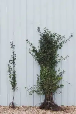 Quickthorn (hawthorn) Bare Root Hedging 90-120cm 36-48in