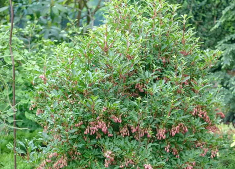 ENKIANTHUS CAMPANULATUS SHRUB IN FLOWER