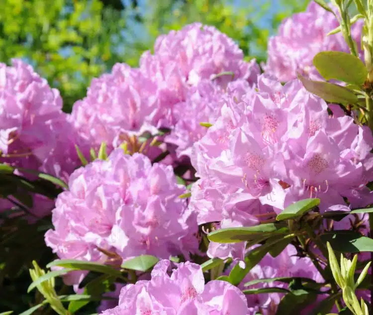 RHODODENDRON PONTICUM ROSEUM ELEGANS IN FLOWER
