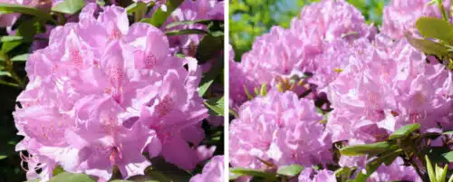 BUY RHODODENDRON PONTICUM ROSEUM ELEGANS ONLINE FROM HOPES GROVE NURSERIES