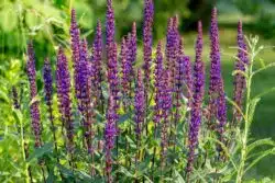 DEEP BLUE FLOWERS OF SALVIA NEMOROSA CARADONNA