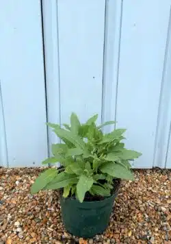 Salvia Nemorosa Caradonna Potted Ground Cover 8405