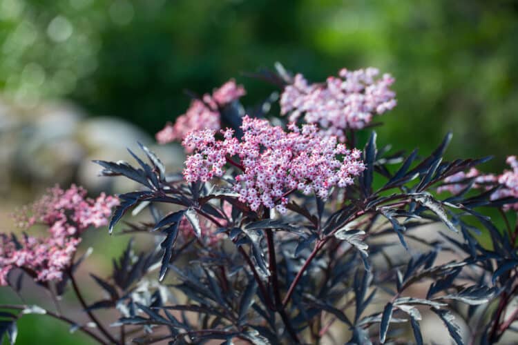 SAMBUCUS NIGRA BLACK LACE FLOWER DETAIL