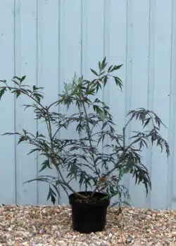 Sambucus Nigra Black Lace Potted Shrubs 8445
