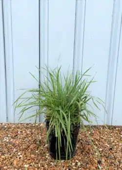Sesleria Autumnalis Potted Grasses 8491