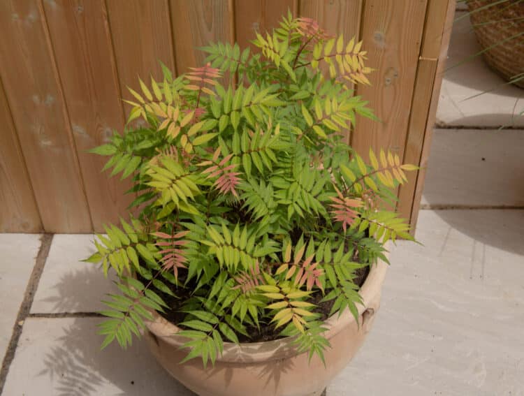 SORBARIA SORBIFOLIA SEM GROWN AS A CONTAINER PLANT ON A PATIO