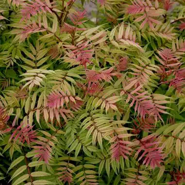 SORBARIA SORBIFOLIA SEM FOLIAGE DETAIL