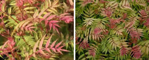 BUY SORBARIA SORBIFOLIA SEM SHRUBS ONLINE FROM HOPES GROVE NURSERIES