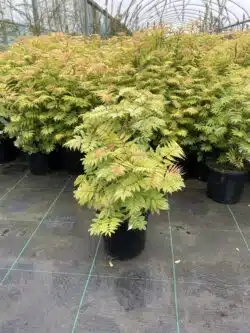 Sorbaria Sorbifolia Sem Potted Shrubs 8447