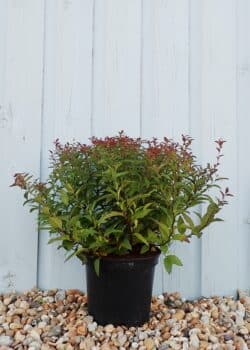 Spiraea Japonica Anthony Waterer Potted Shrubs 8448