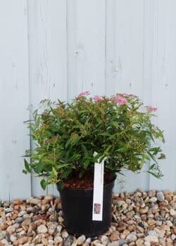 Spiraea Japonica Shirobana Potted Shrubs 8450